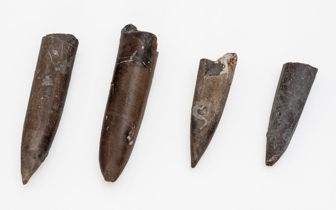 Belemnite Fossils