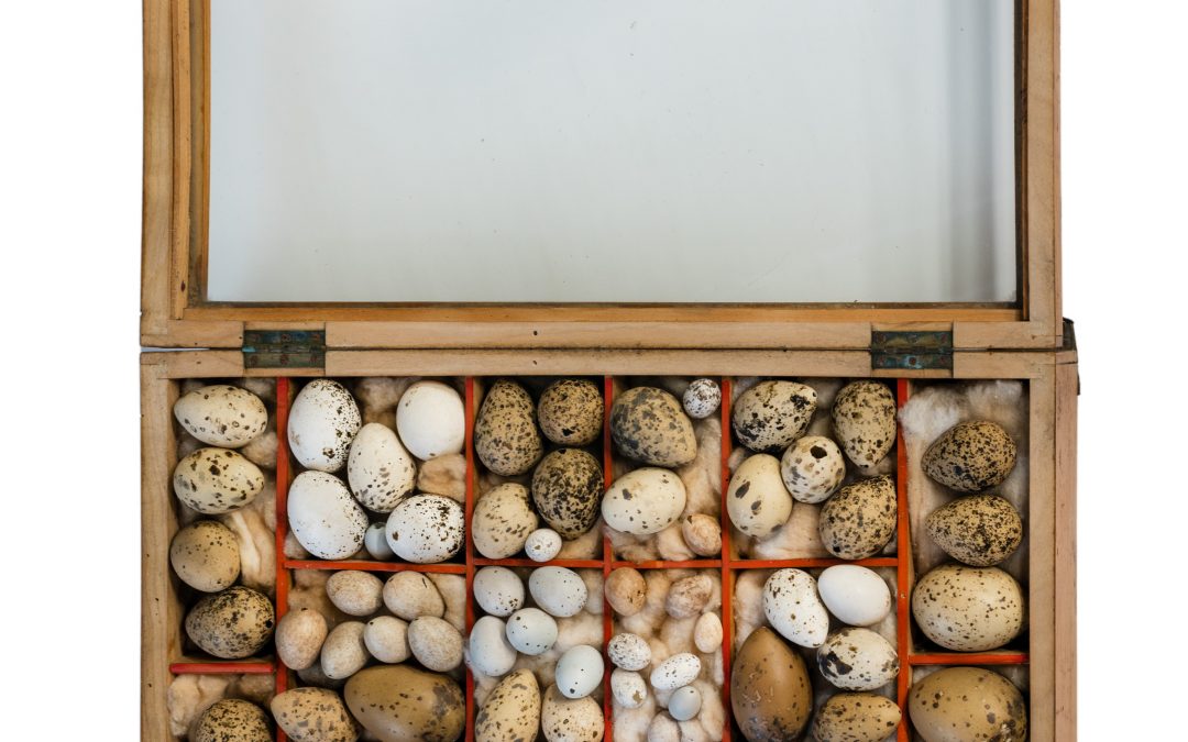 Collection of Birds’ Eggs