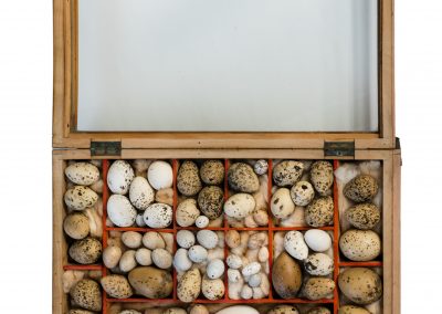 Collection of Birds’ Eggs