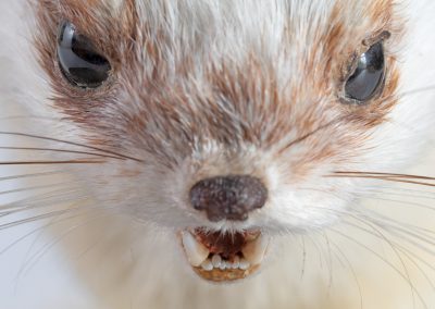 Taxidermy Stoat