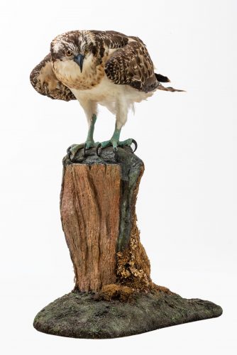 Taxidermy Osprey